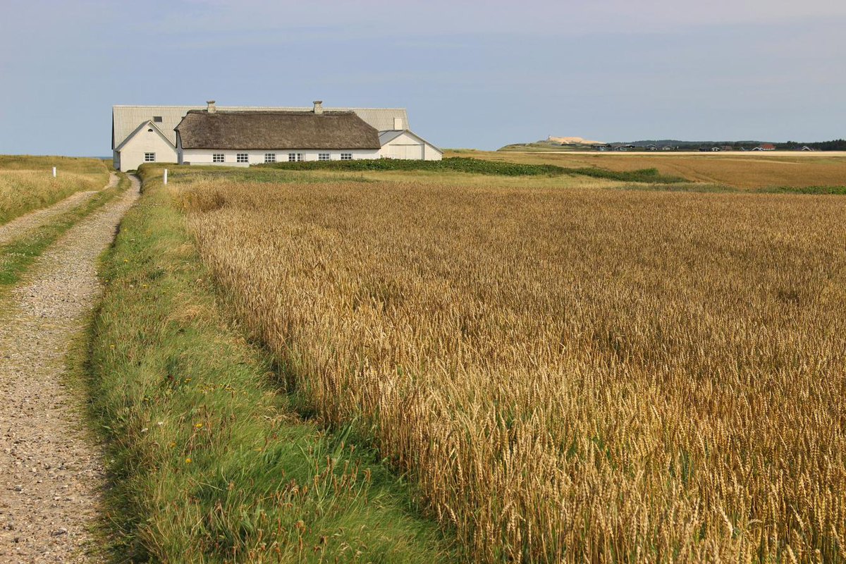 The Jutland heath country.